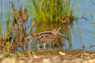 Snipe at Blashford Lakes