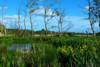 Fishlake Meadows in summer 