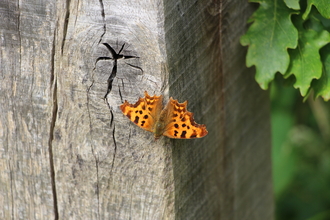 Comma butterfly on a post