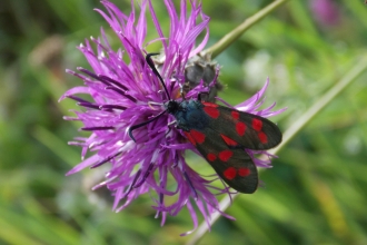 St Lawrence Field six spotted burnet moth