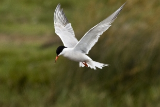 Common tern at Keyhaven Marshes
