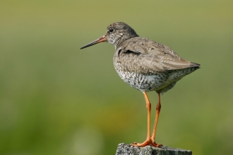 Redshank