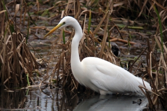 Walter the great white egret at Blashford Lakes