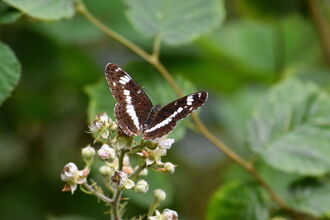 White admiral butterfly