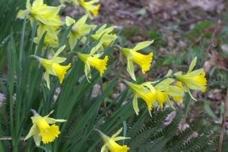 Wild daffodils at Blashford Lakes nature reserve 