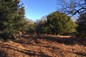 Wood pasture in the New Forest 