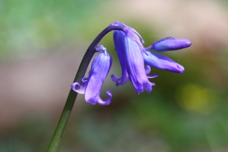 Native bluebell at Blashford Lakes