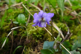 Common dog violet at Blashford Lakes nature reserve