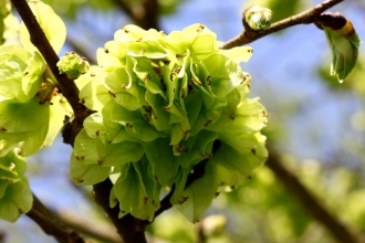 Elm flowers at Blashford Lakes