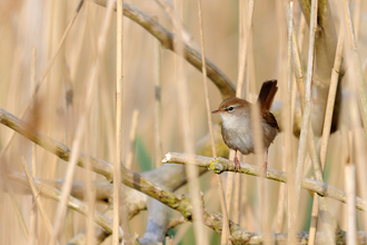 Cetti's warbler in reeds