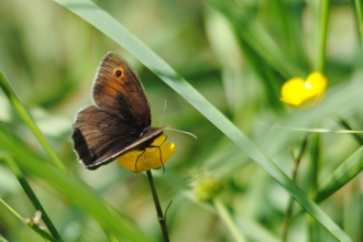 Meadow Brown © Amy Lewis