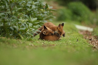 Fox cubs © Luke Massey/2020VISION