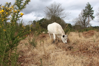 British white cow on Bramshot Heath