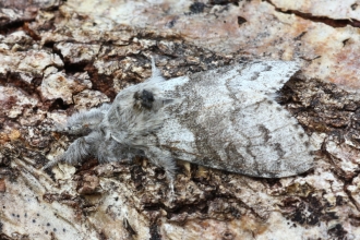 Pale tussock moth at Blashford Lakes nature reserve