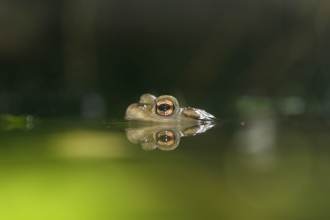 Toad peeking out of a pond
