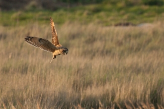 Short-eared owl