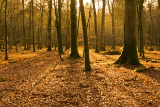 New Forest in autumn