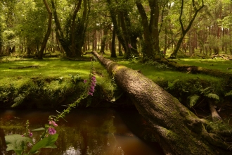 Stream in woodland