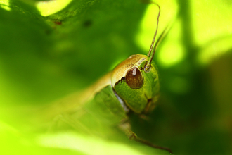Grasshopper