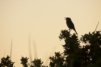 Sedge warbler © Mark Hamblin 2020Vision