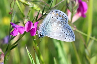 Common blue male butterfly at Blashford Lakes nature reserve