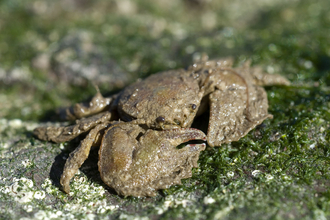 Broad clawed porcelain crab