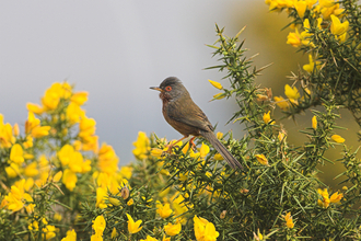 Dartford warbler male Copyright Mike Read