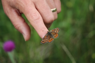 Releasing an adult marsh fritillary butterfly