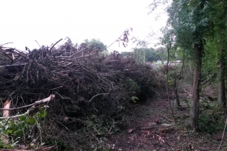 Unauthorised tree felling at Nursling