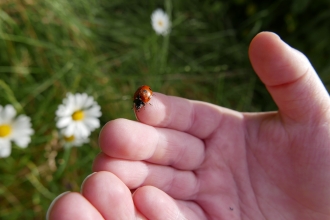 Ladybird in child's hand © Gemma Paul/HIWWT