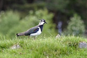 Lapwing