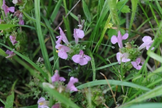 Lousewort flowers 