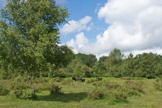 Emer Bog and Baddesley Common