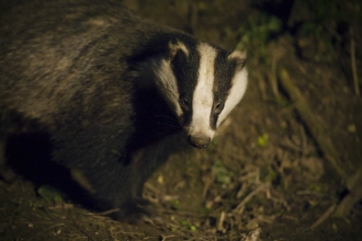 Badger at night