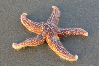 Common starfish © Lizzie Wilberforce