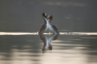 Great created grebes