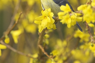 Blue tit © Mike Read