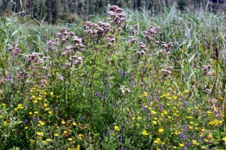 Fishlake Flowers 1