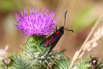 six-spot-burnet by Bob Chapman