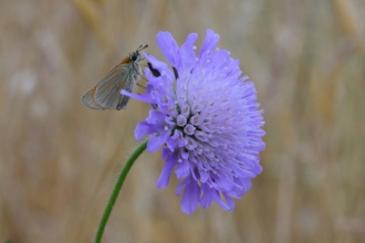 small skipper on field scabious