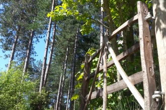 Woodland Therapy