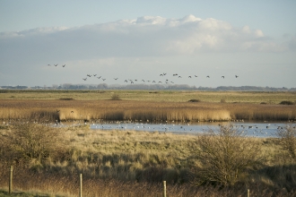 Farlington Marshes by Steve Page