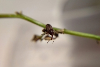 Gilkicker weevil on a piece of vegetation