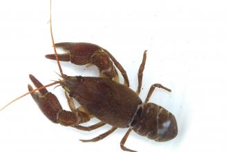 White-clawed crayfish