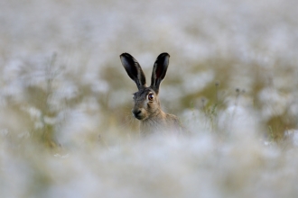 Hare