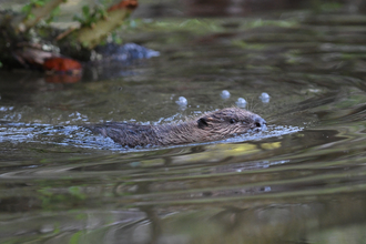 Beaver swimming