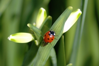 Ladybird © Deryn Hawkins