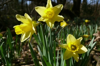 Daffodils in Sun, © Graham Dennis