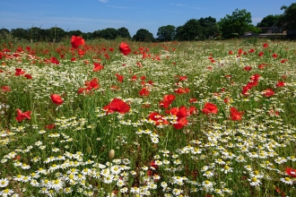 Barton meadows after reseeding
