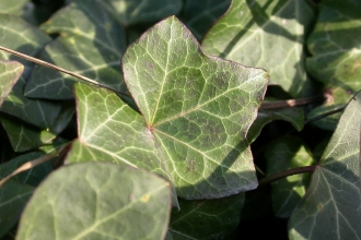 Ivy © Philip Precey